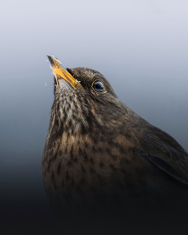 Collection #144 Image 13